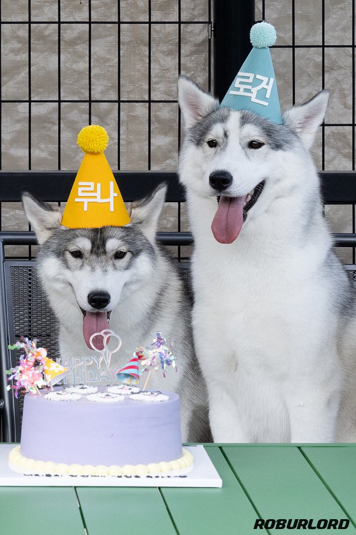 RRdoggy's tweet photo. 한살 기념 생일파티했어요-! https://t.co/GRkSnwb6Bs