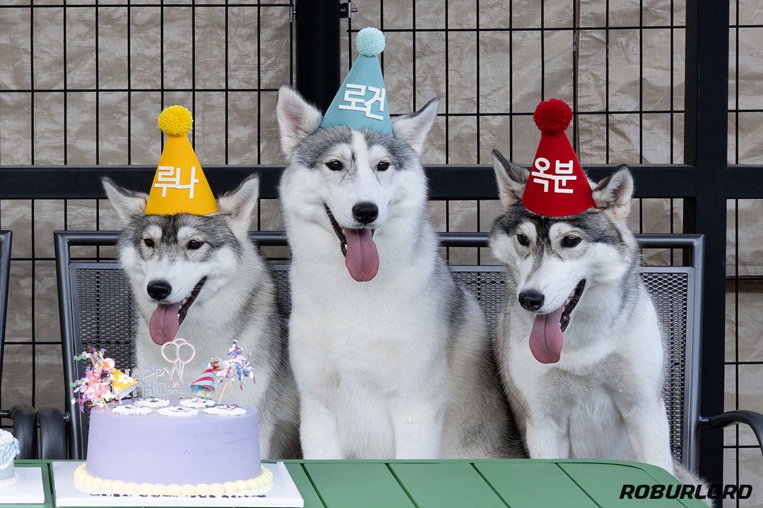 RRdoggy's tweet photo. 한살 기념 생일파티했어요-! https://t.co/GRkSnwb6Bs