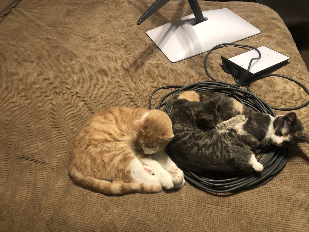 TheJohnMAdams's tweet photo. Have a ⁦@SpaceXStarlink⁩ that’s no good, and no support to get it working again? Kitties apparently love it… give it to them. https://t.co/OcMdYbpZcG