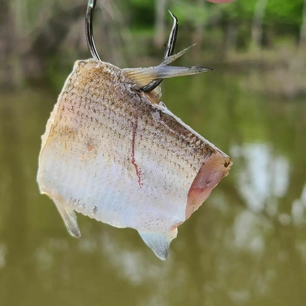 1weekendangler's tweet photo. Shad... It's what's for dinner.
#fishing #weekendangler #catfish #catfishing #monsterrodholders #tanglingwithcatfish #catmaxx https://t.co/t0WgICr4Bg https://t.co/x3JAtFsOYQ