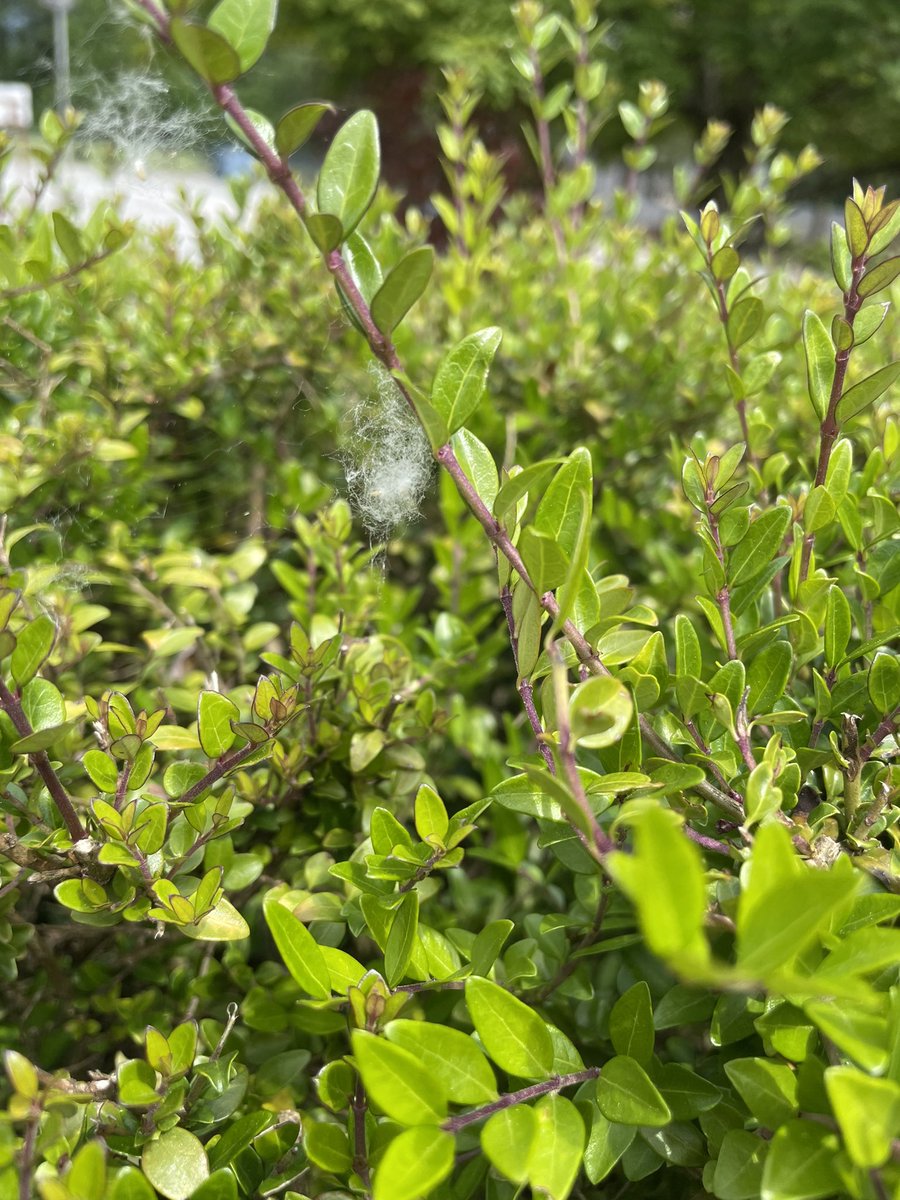 MsAlbertisClass's tweet image. Day 18 #walkingcurriculum challenge: Sun Halos, “snow” in June, and giant ants!