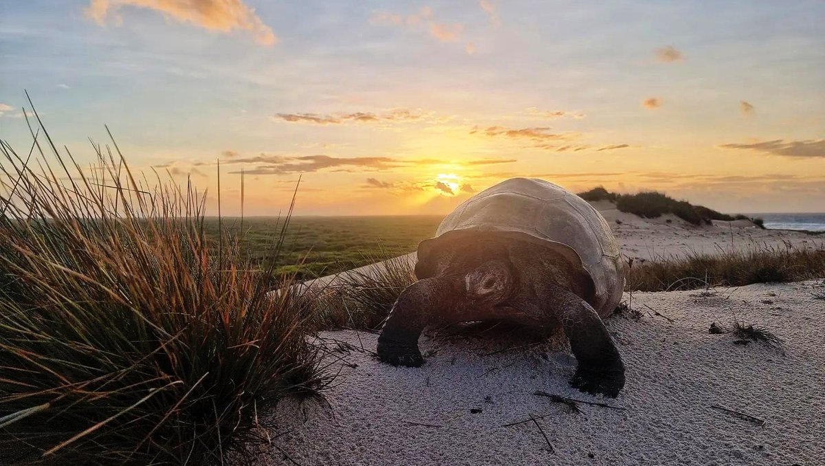 iotaseychelles's tweet photo. Rise and Shine. Taking in the sunrise from one of the highest points on Aldabra. Aldabra is 8 meters above sea level, the highest point only 18 meters. Sea level rise in the region due is a very real threat the tortoises face #tortoisethursday
📷 @michelle_on_aldabra_atoll https://t.co/UvfmATV5ko