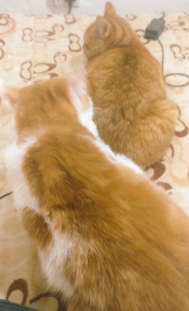 AadooZuko's tweet photo. Molo to all the furiends from a VERY chilly Jozi morning!
🥶💨🥶 We keeping our Dad, and ourselves, toasty, cosy and warm while he tries to get some work done! Yeah, right!
#CatsOfTwitter #CatsOnTwitter #KeepingWarm #ThisIsUsToo #KittiesKeepingWarm #KittiesInWinter 💨🥶🥶💨 https://t.co/aAyWFkfw5Y