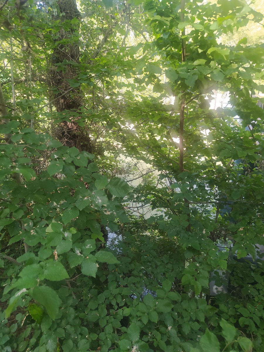 CanteroZanon's tweet photo. Buenos días a todos desde el parque natural del Turia a su paso por Pedralba https://t.co/z6UYsaN2rK