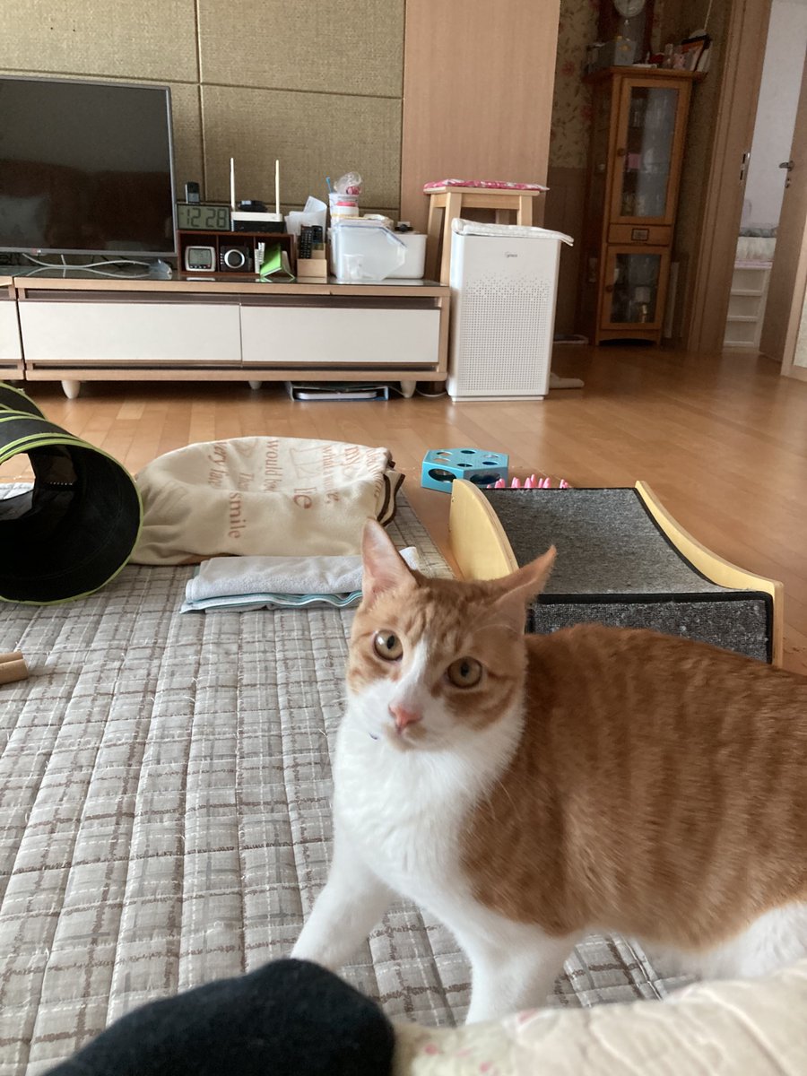 forBori_'s tweet photo. 소파 위로 점프🐱💨💨 https://t.co/kFxebG6j2S