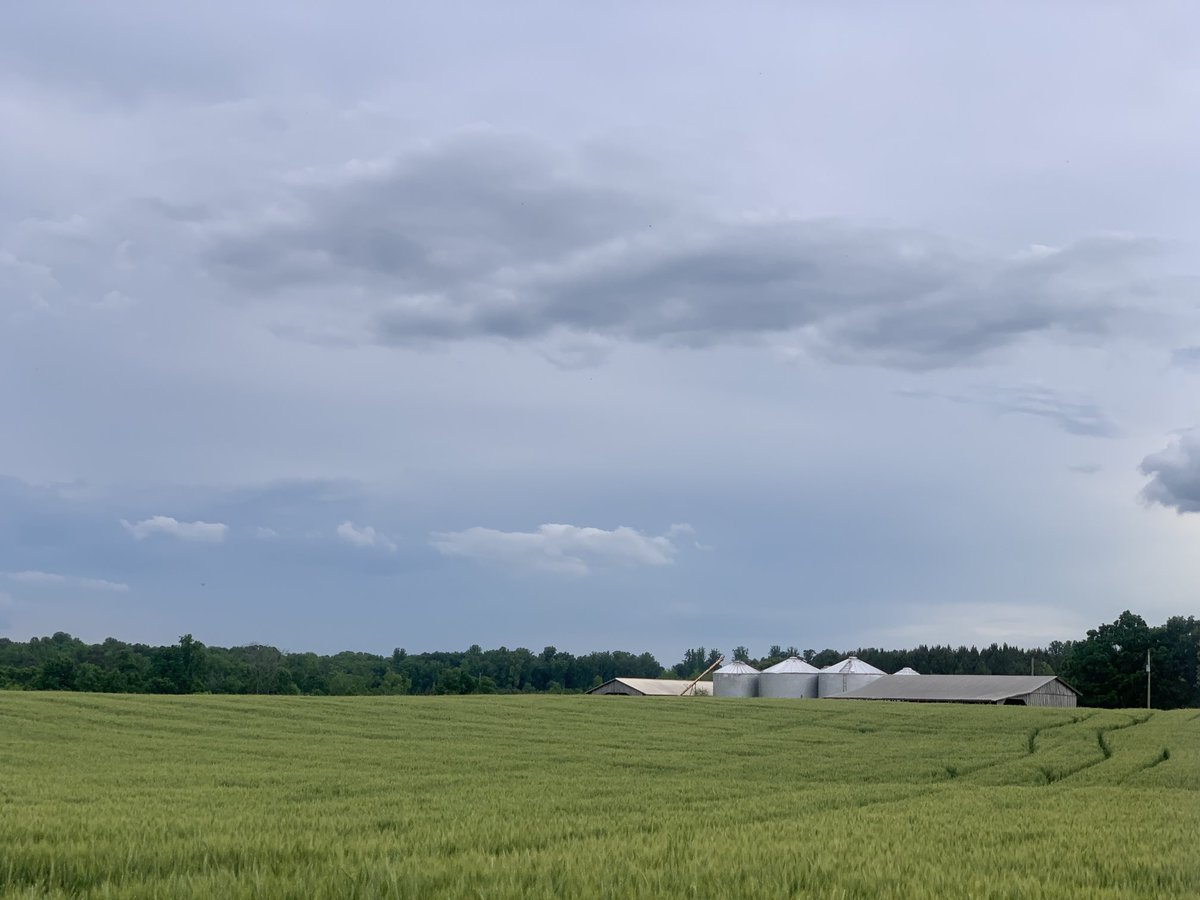 Some pics I took the other day.. Riding down the road, the overcast contrasting with the grain grabbed my eye.