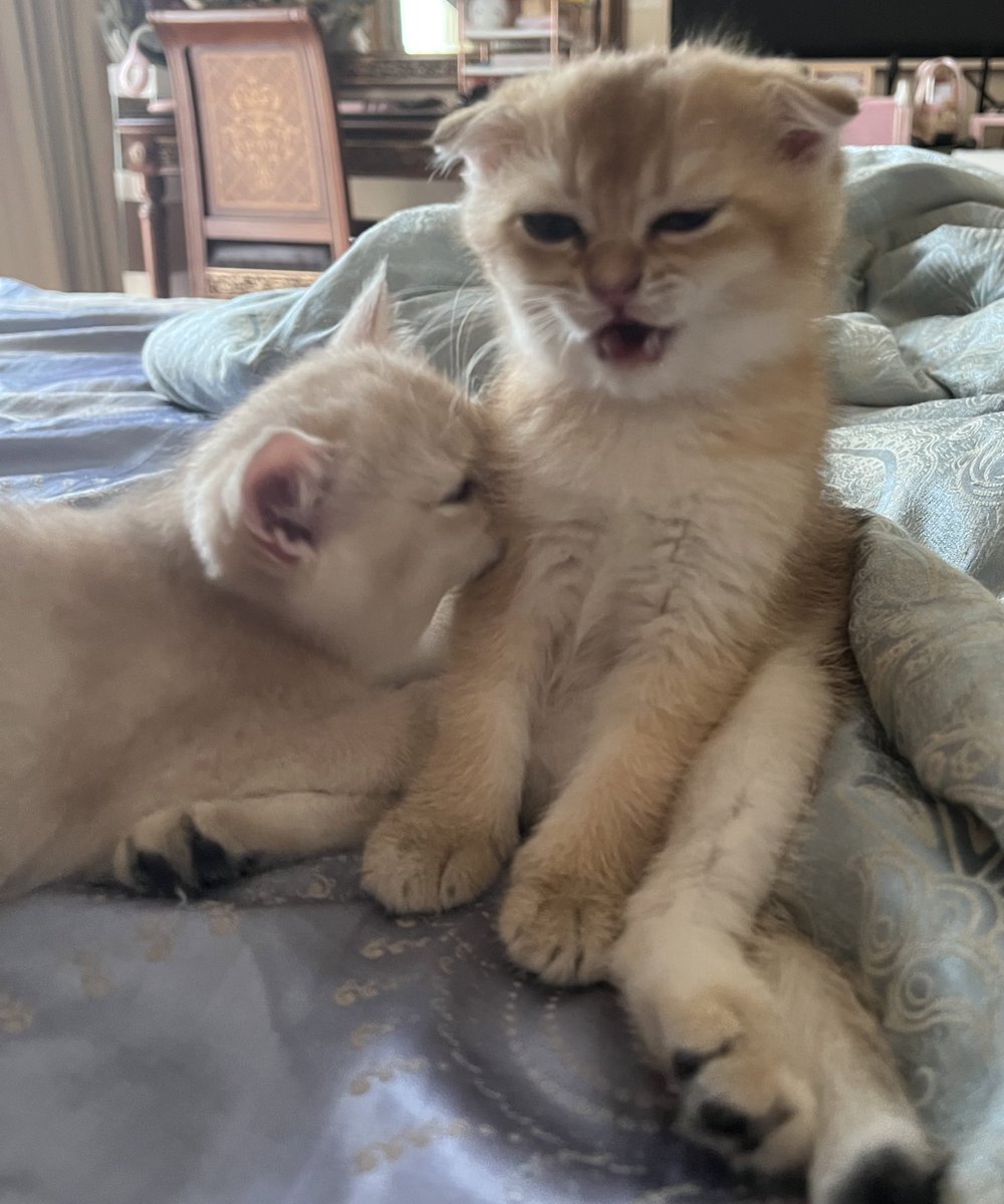 nastarcheesecat's tweet photo. AAAA MALU KETEK AKU DICIUM https://t.co/Q8LcvOG7km