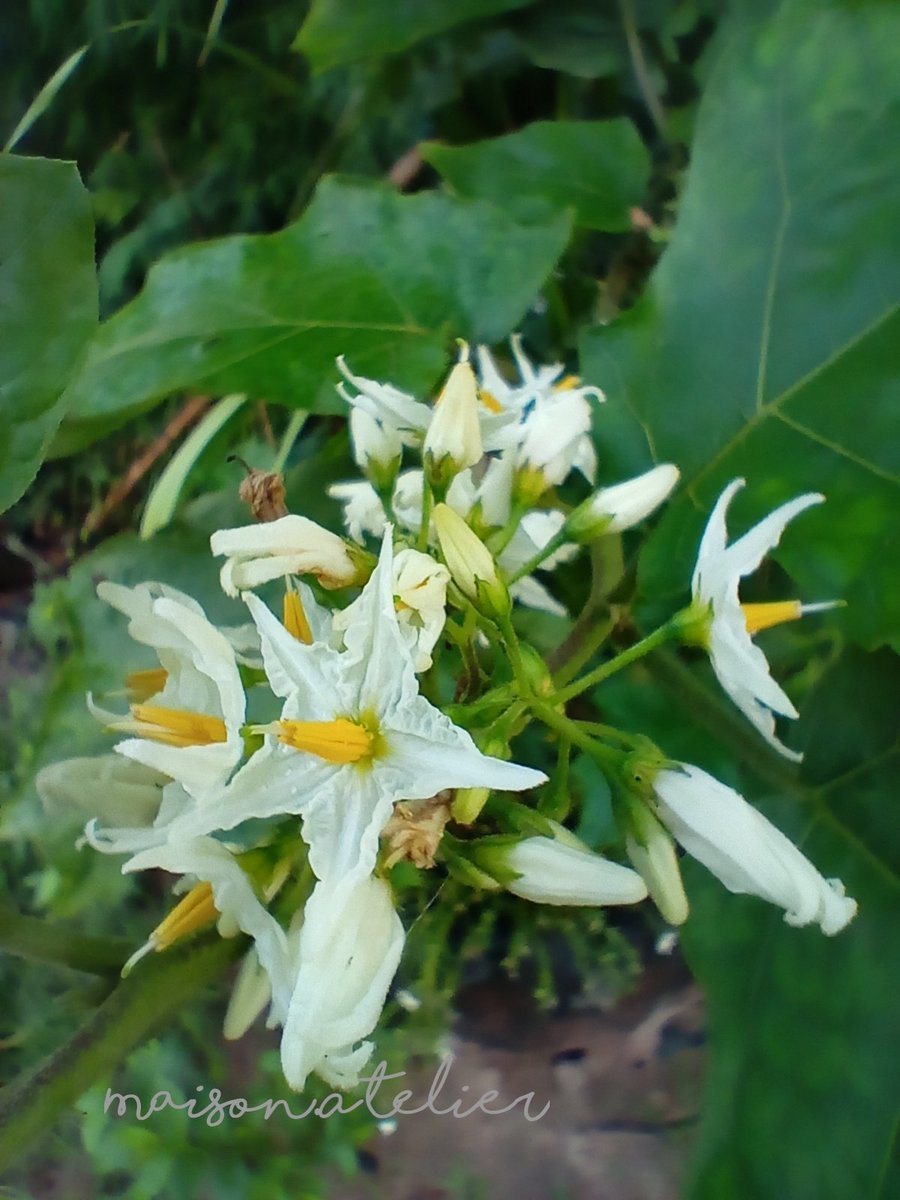 sous_lune's tweet photo. "The star ⭐✨": flowers of Turkey berry & the roadside ¶¶
#fleurs #flowers #flowerlovers #turkeyberry #fleursonata https://t.co/oAfW20hSMV