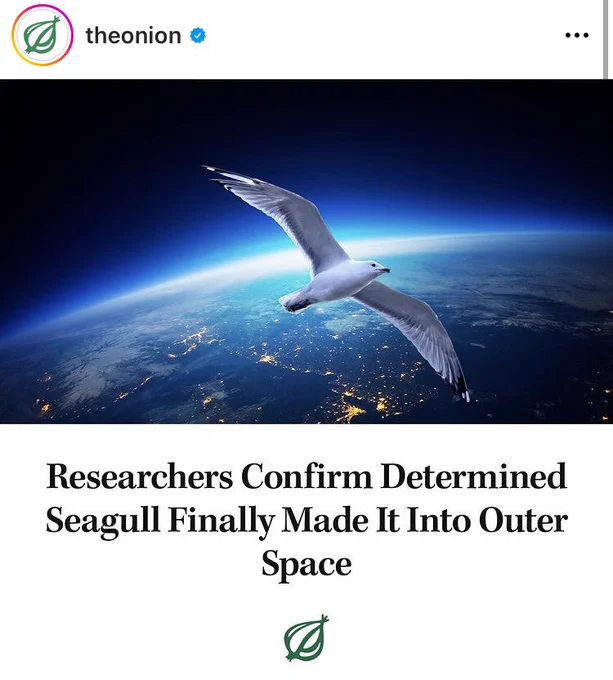 happy to share a dumbass idea about birds trying really hard to fly into space with the onion 