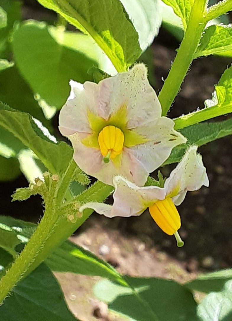 猫作家 Awano マリー アントワネットが髪に挿したと言われる じゃがいもの花 いつも虫に食われて見れなかった こんななんだ じゃがいも 花 猫好きさんと繋がりたい T Co Sykpvjsz0k Twitter