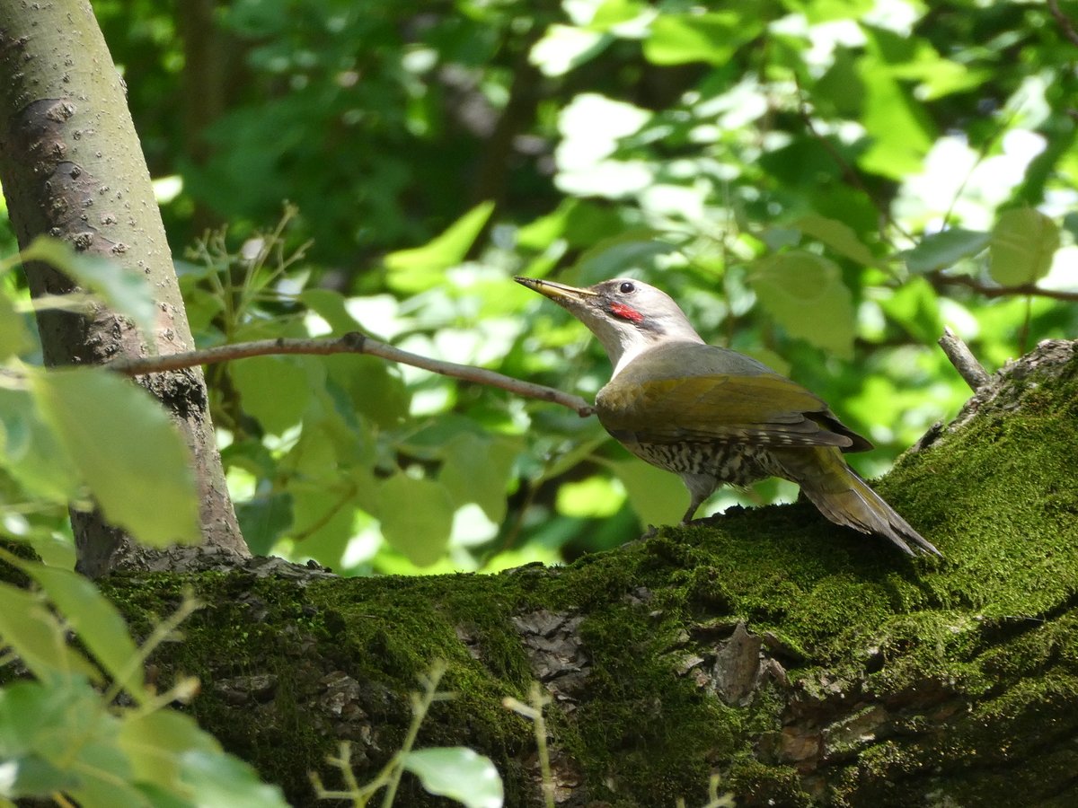 野鳥シリーズ アゲイン 今しがた近くで見かけたアオゲラです 野鳥 キツツキ アオゲラ 緑啄木鳥 バードウォッチング おうちで自然観察 城北中央公園 板橋区 板橋区民ニュース 野鳥シリーズ アゲイン 今しがた近くで見かけたアオゲラです 野鳥 キツツキ アオゲラ 緑啄木鳥 バードウォッチング おうちで自然観察 城北中央公園 板橋区 板橋区民ニュース