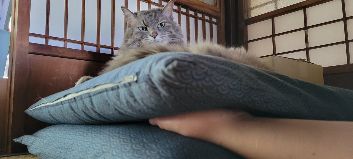 KinuTf's tweet photo. ざぶとん越しにねこを感じてたらフワフワが手に！！フワフワが手に！！いい日だ……
#いのちの無計画放流 https://t.co/5ogxPnoUk7