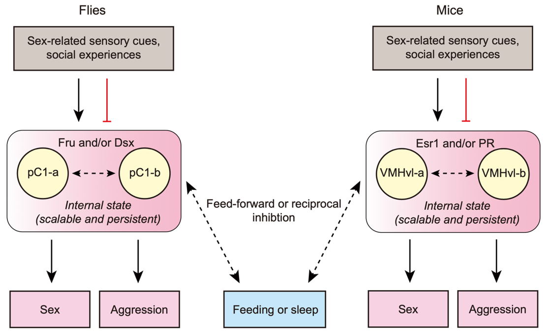 daydreamerscent's tweet image. Online Now! #NeuralControl of #Action #Selection Among #InnateBehaviors. See here: link.springer.com/article/10.100… #NeuroscienceBulletin