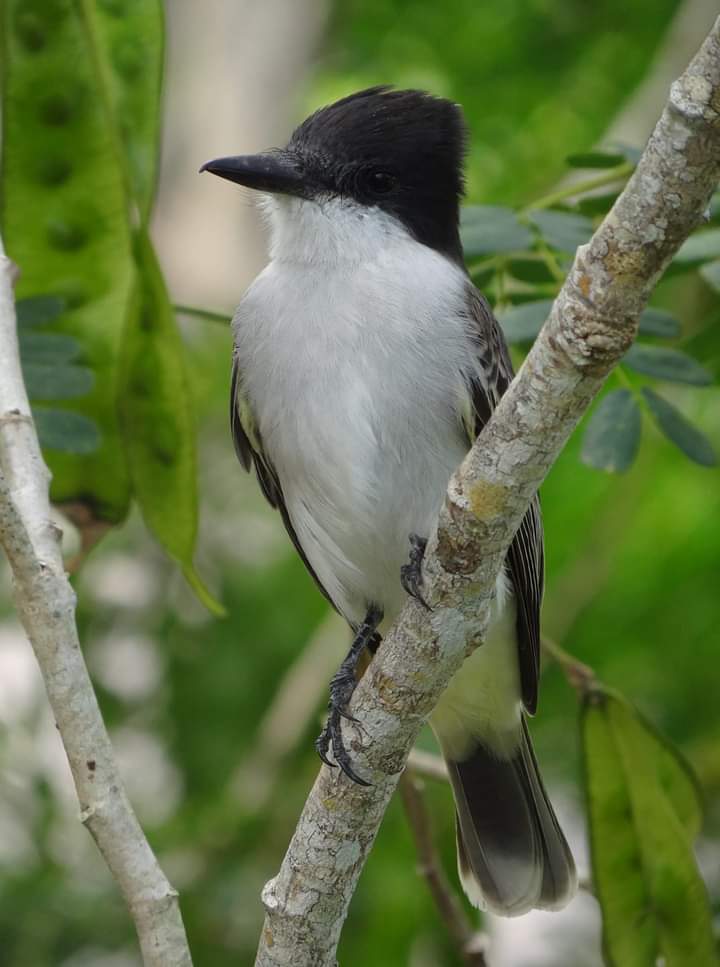 FlorayFaunaMtz's tweet photo. Pitirre guatíbere. Refugio de Fauna Laguna de Maya
📸by Elien Domínguez
#wildlifephotography #wildlife
#birdphotography #birdwatching
#NaturePhotography #nature
#naturelovers #forest #sky
#biodiversity #bioeco #ecovalor https://t.co/1oSIqGNPyN