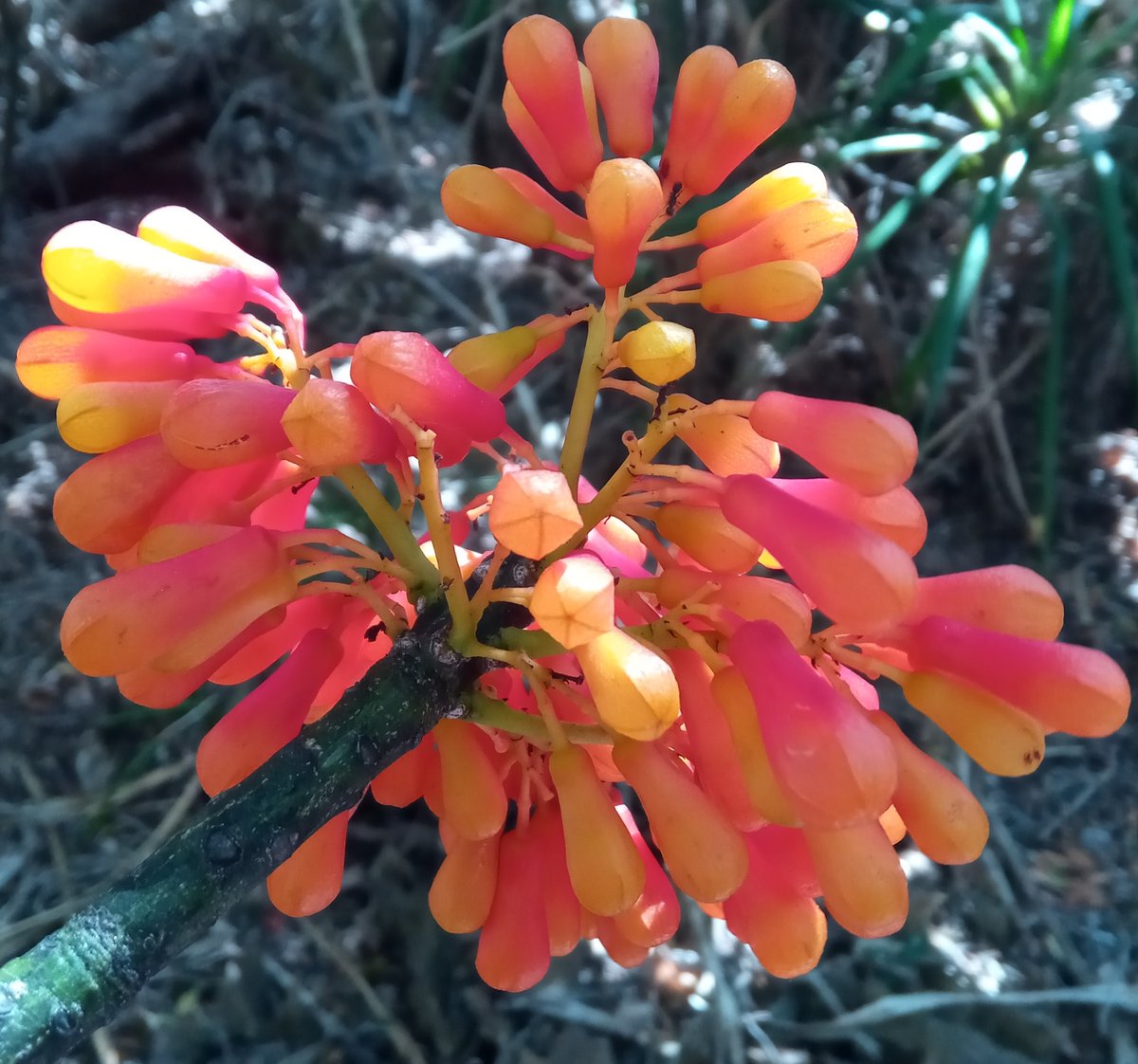 Hildegardia erythrosiphon (IUCN: LC) #Malvaceae #Malvales, endemic to #Madagascar, observed in #MontagneDesFrançais PA #Antsiranana #Region_DIANA @TeamKMCC