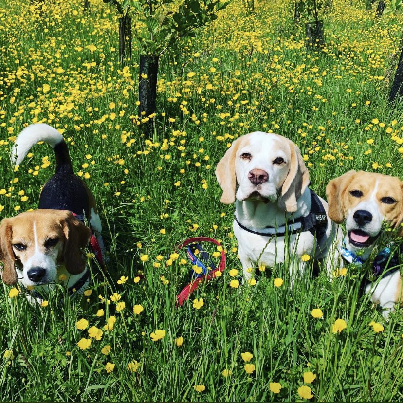 WirralBeagles's tweet photo. And it was all yellow  🎶 https://t.co/5LOj1Upanx