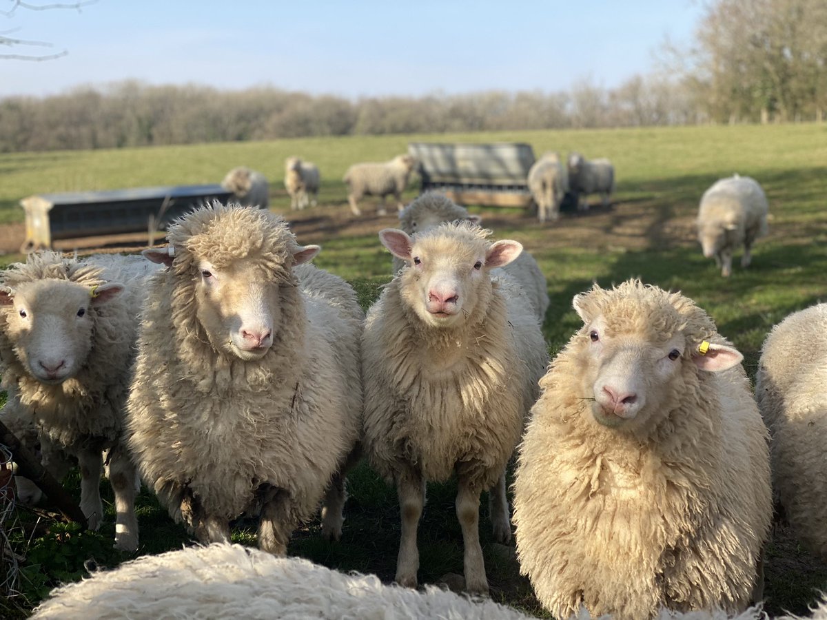 Trial run for #WelshFarmingWeek  #WythnosFfermioCymreig next week 🙌🏼😎

If you Back Welsh Farming get involved, use the hastags, &amp; help yourself to these handy signs 👇🏼💥🏴󠁧󠁢󠁷󠁬󠁳󠁿 

Turning grass into 🥩&amp;🥛 every day of the year