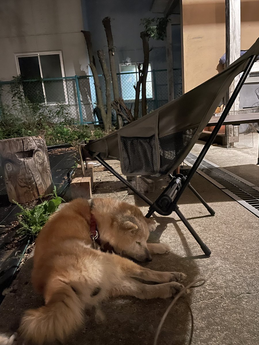 TERRYCASTER's tweet photo. そばを離れない。
#shiba #柴犬 #タロウ #老犬 #age17 https://t.co/cmgXmyEZ3G