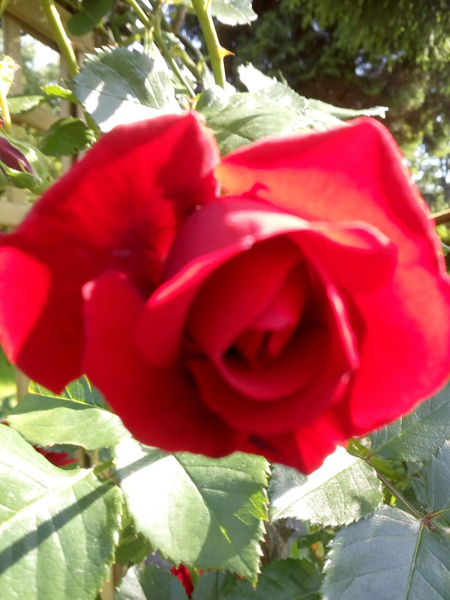 Edyta74071385's tweet photo. To będzie dobry dzień Witam w #czwartek🌄 #ogród #garden #fotonatury #natura moja #fotografia 📷 #najladniejszetozdjeciawlasne #rose #flora https://t.co/Xa9DXuS47i