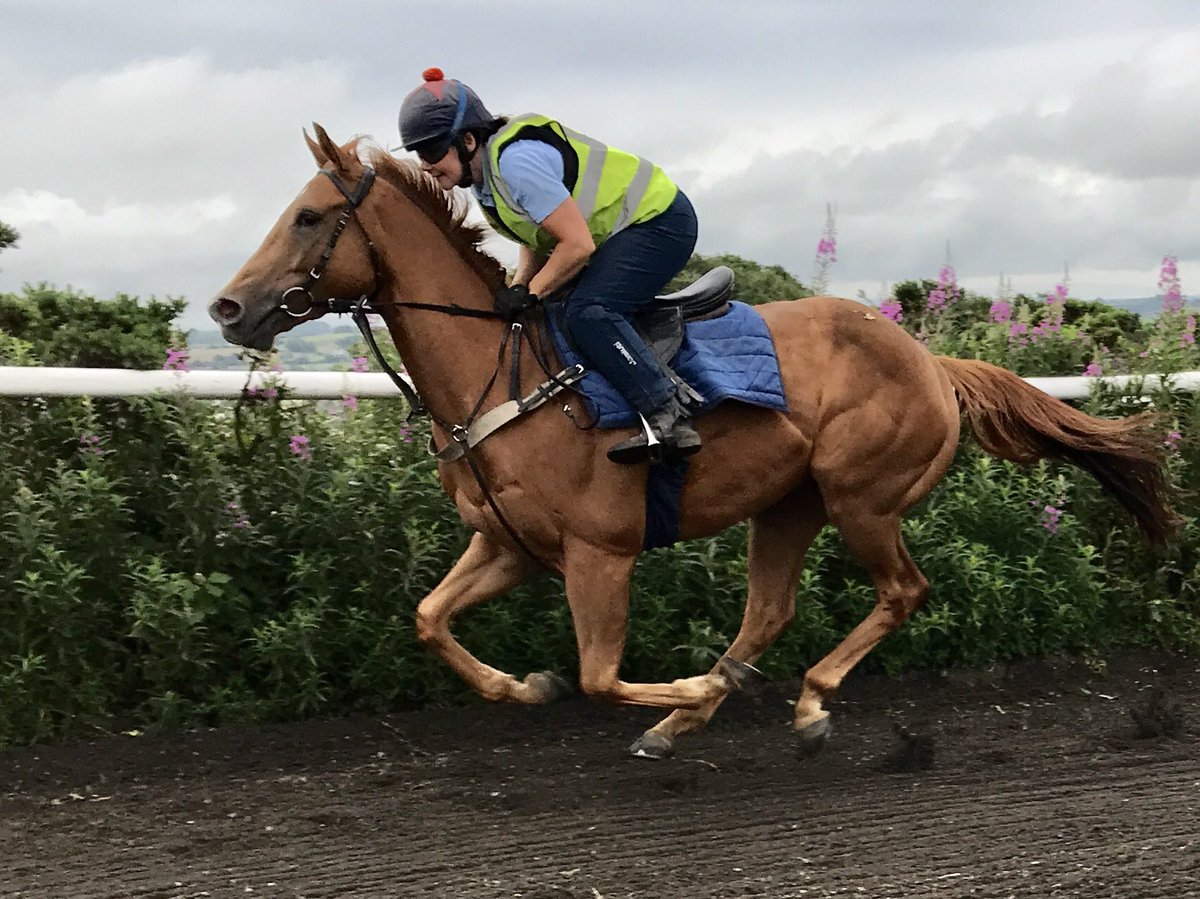 JDeltaRacing's tweet photo. Call Me Ginger runs @HamiltonParkRC today after running a nice race @yorkracecourse last time, @PMulrennan rides for @JimGoldieRacing, @paulstewart62 &amp; his other owners, good luck to all! #callmeginger https://t.co/CgurCusT1a