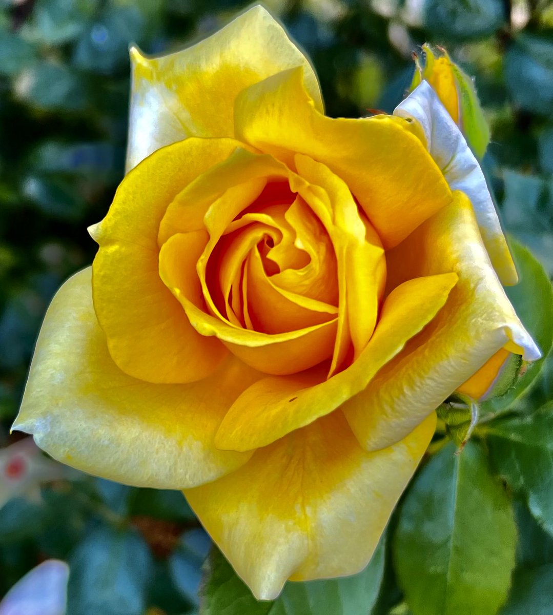 educationtr's tweet photo. #JuneRoses๐ https://t.co/wjiTn78HYy