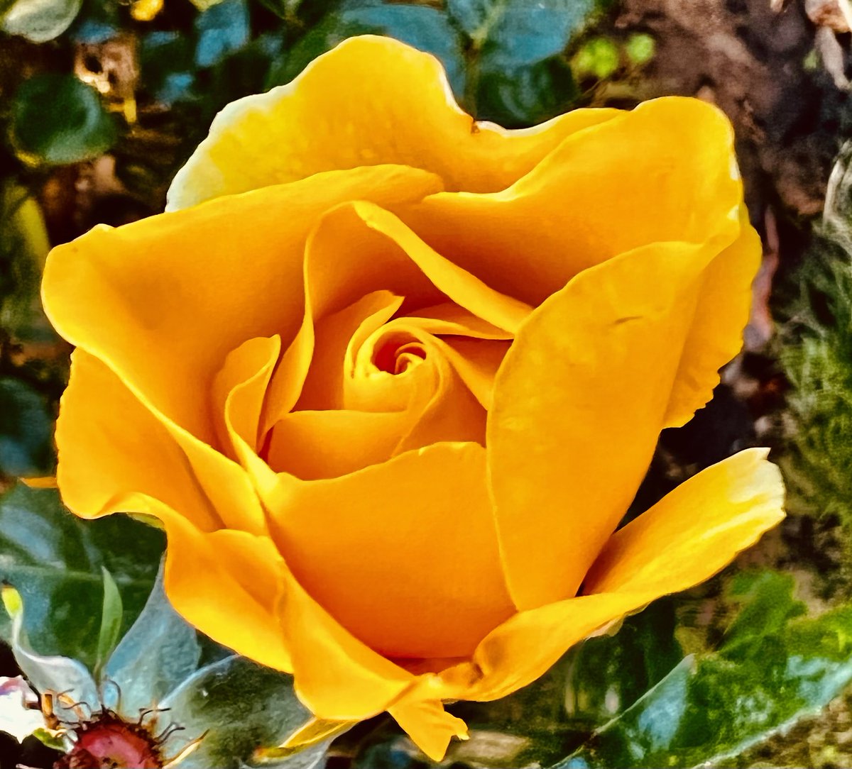 educationtr's tweet photo. #JuneRoses๐ https://t.co/wjiTn78HYy