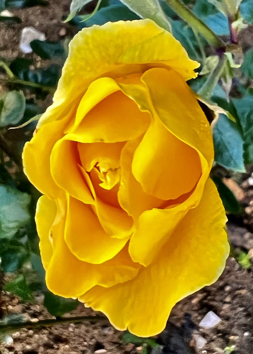 educationtr's tweet photo. #JuneRoses๐ https://t.co/wjiTn78HYy