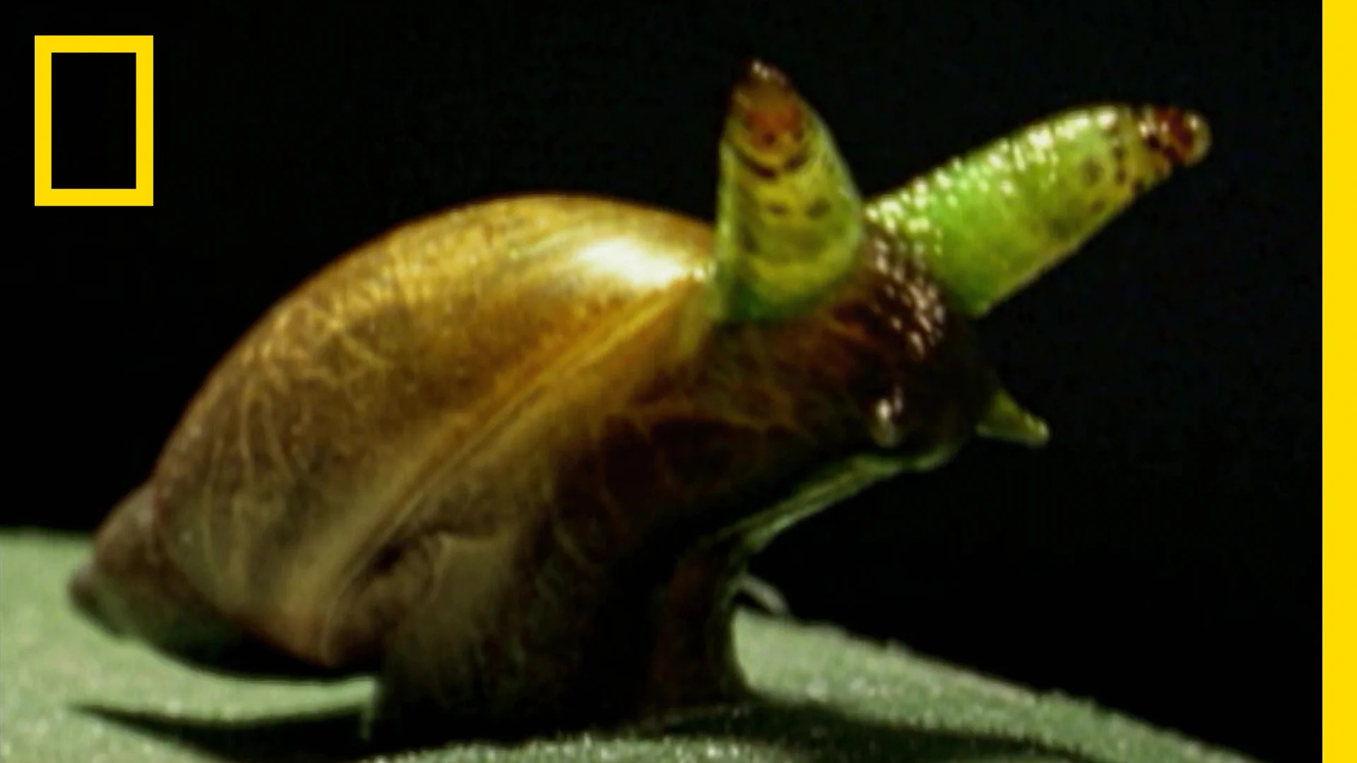 カタツムリ 寄生 虫