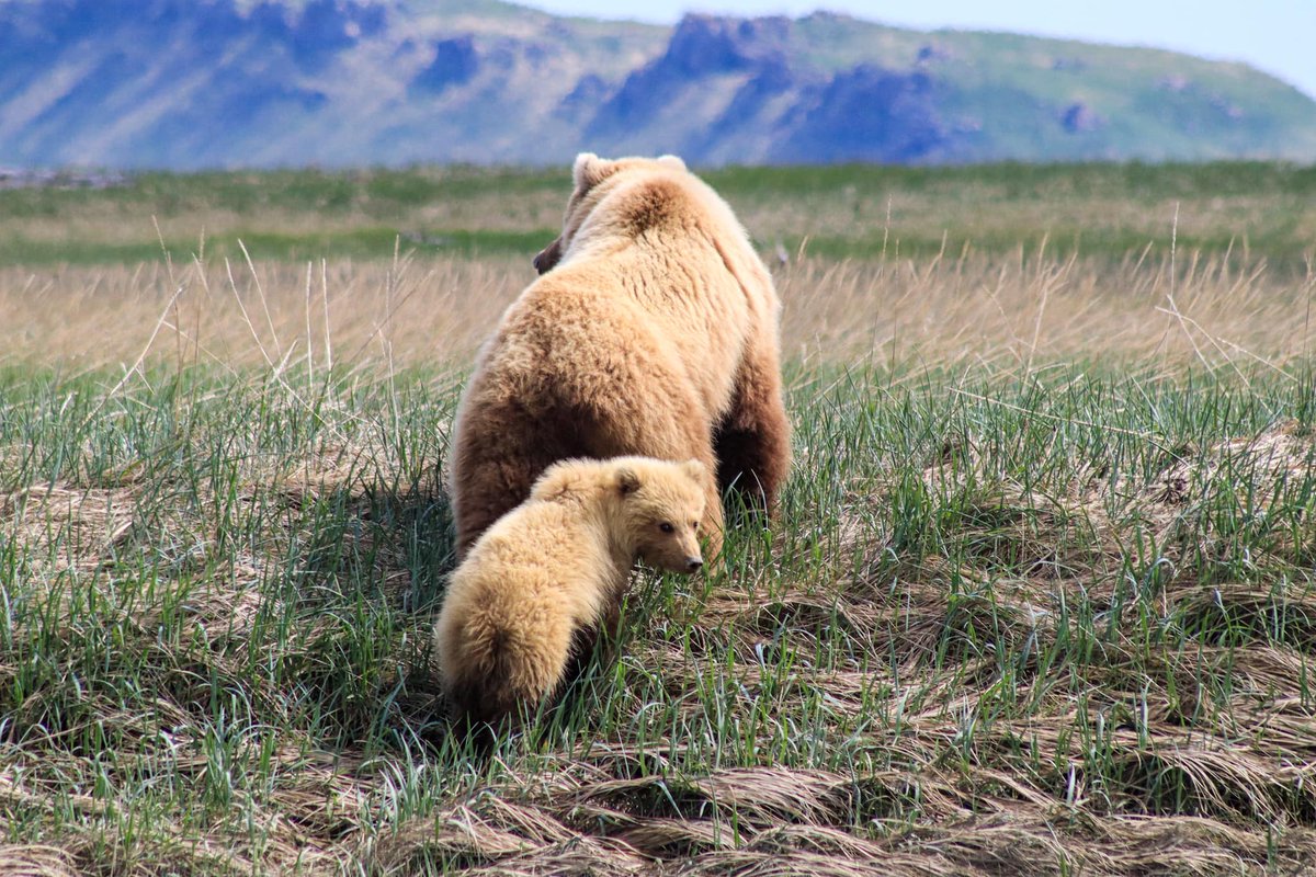 AKBearTweet's tweet photo. Spring cubs!
📷: Alaska Bear Adventures Guide Alex
#alaskabearadventures #alaskalife #wildalaska #grizzlybears #alaskanbrownbear #alaskaphotography #nationalpark #katmai #brownbear #wildlifephotography #wildlife #alaskatravel #visithomer #bearviewing https://t.co/yQfJKgGKjM