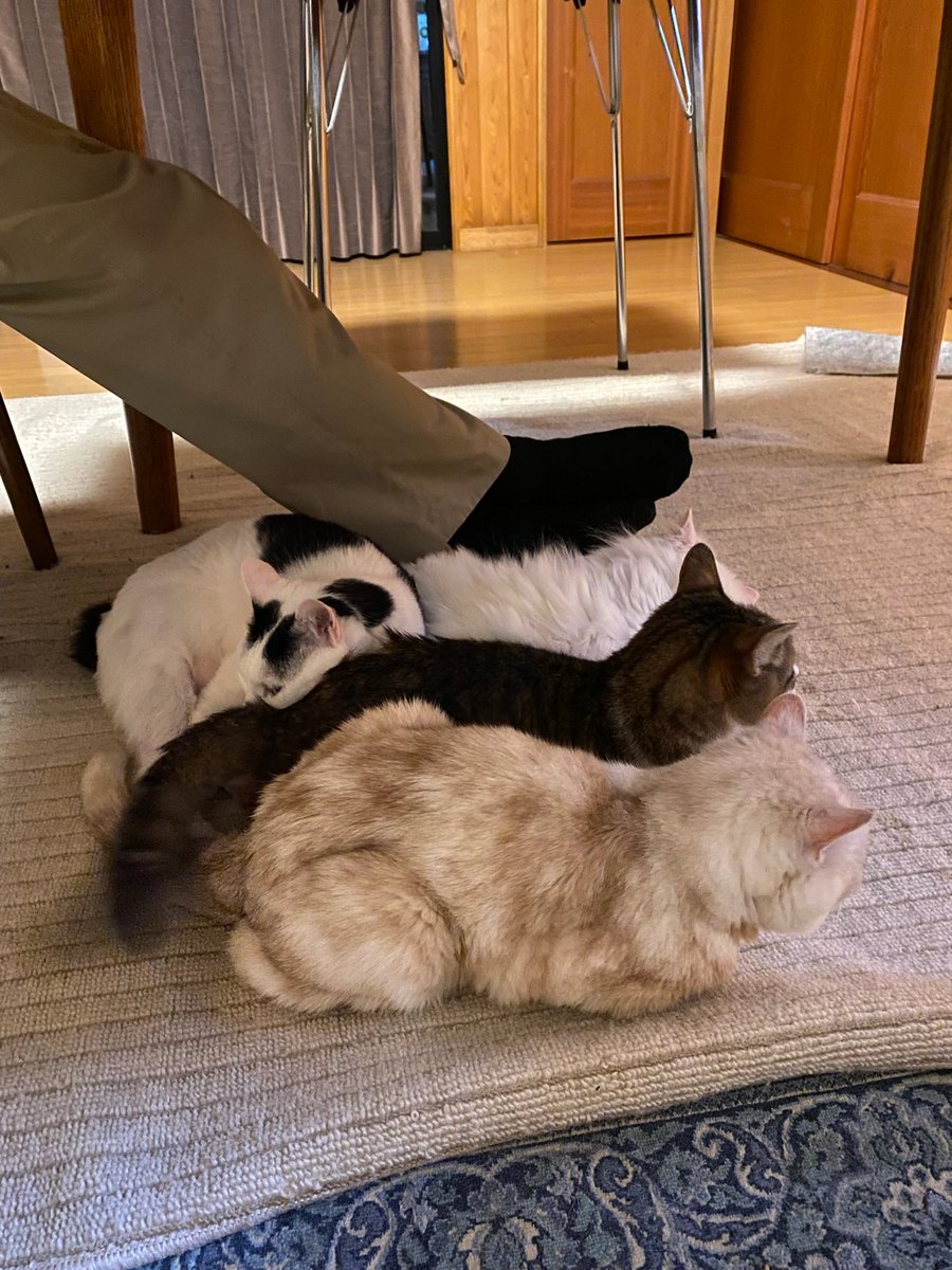 shechannyanko's tweet photo. The pic from the other day when cats took a nap together 😴 猫達が夕方の仮眠をとった時の写真 https://t.co/qeyFonQeJh