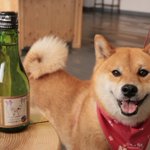 ツイートに含まれる画像