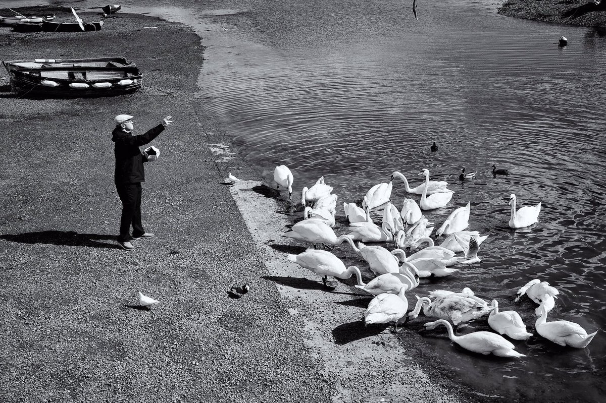 AndrewWrexham's tweet photo. The Swan Conductor #swans #streetphotography https://t.co/bdTI8LToFD