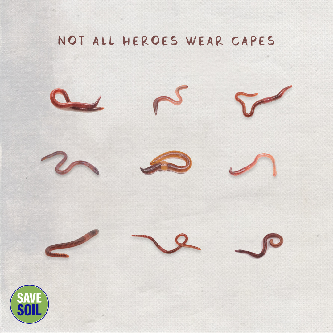 cpsavesoil's tweet photo. Burrowing through the ground day in and day out, earthworms break down organic content and release much-needed nutrients into the soil. These incredibly significant creatures are called “the recyclers of the planet.”
#SaveSoil Action Now: https://t.co/z6MmqLXuw6
#ConsciousPlanet https://t.co/84I0JpryH2