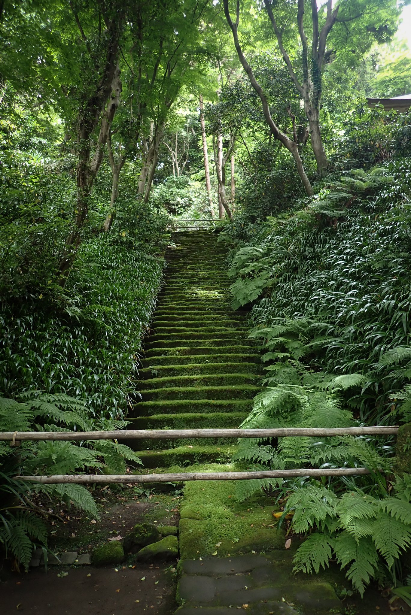 تويتر ペコラビ على تويتر 昨日 観てきた妙法寺の苔階段 階段を覆っている苔はコツボゴケ 最近 雨の日が多かったのでフサフサでした 苔 Moss 鎌倉 妙法寺 苔階段 T Co Hwpp9v9dms