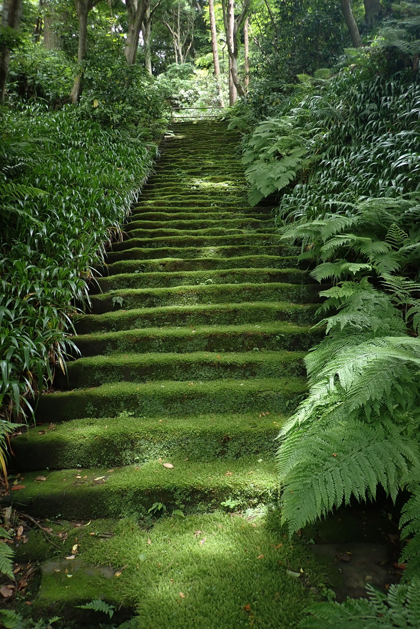تويتر ペコラビ على تويتر 昨日 観てきた妙法寺の苔階段 階段を覆っている苔はコツボゴケ 最近 雨の日が多かったのでフサフサでした 苔 Moss 鎌倉 妙法寺 苔階段 T Co Hwpp9v9dms