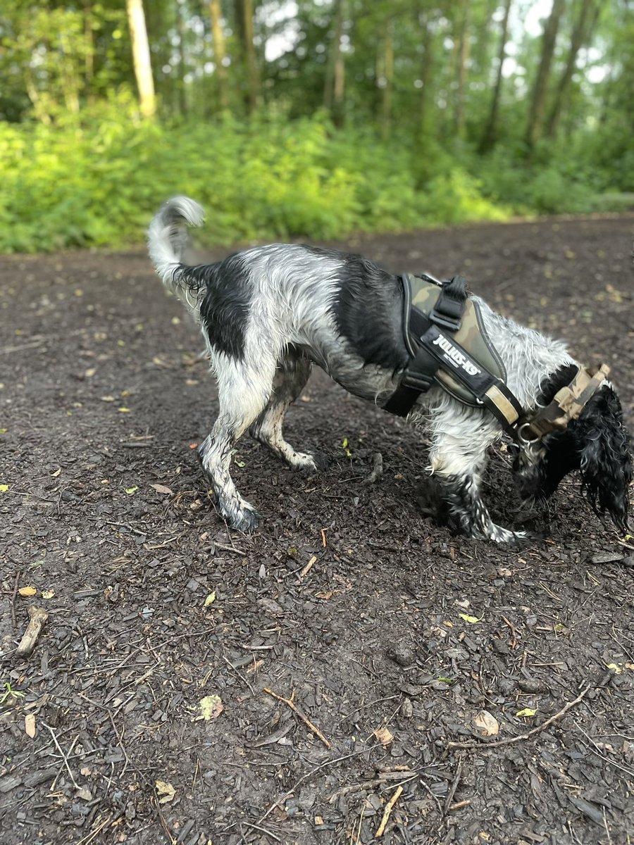 F2_Reggie's tweet photo. Yes I jumped in the lake! Now I’m digging a hole. Living my best life ❤️ 
#dogsoftwitter 

🐶🐾🐾 https://t.co/nUGNcw7QHQ