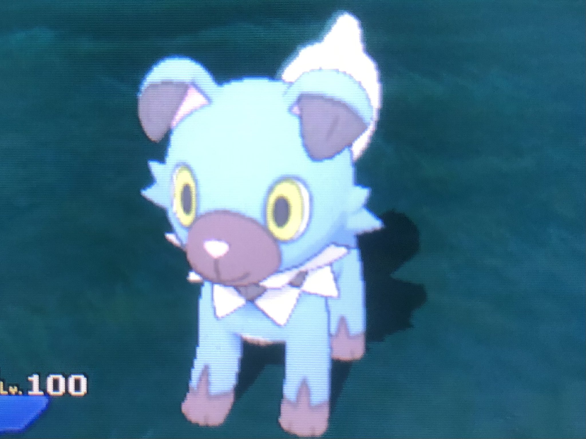 タスマニア 色厳選 Tasumania29 Twitter