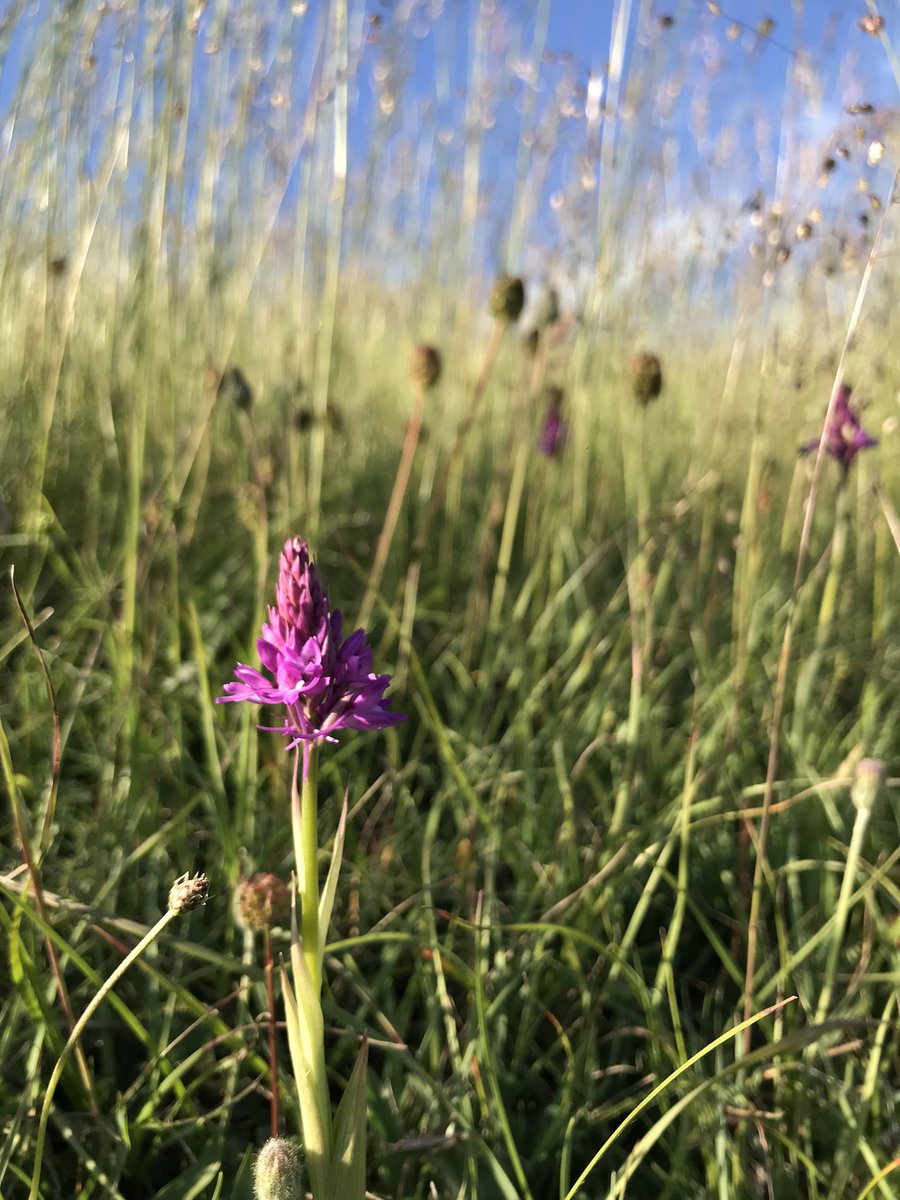 ALightTouchLtd's tweet photo. Oh happy days!! A walk to see Chalk Fragrant #Orchids (#3 image) also delivered Pyramidal (I think! After my Heath/Common debacle I’m doubting my ability!), Common Spotty Spots (their official name 😆) and the last of the Burnt Tips. 4 for the price of 1! @Britainsorchids https://t.co/WXjkTvsrF4