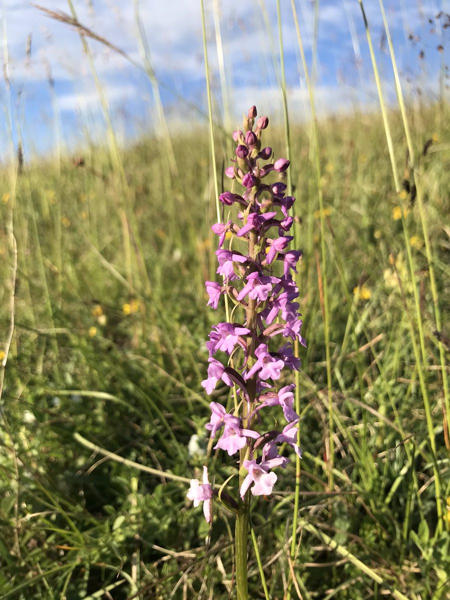 ALightTouchLtd's tweet photo. Oh happy days!! A walk to see Chalk Fragrant #Orchids (#3 image) also delivered Pyramidal (I think! After my Heath/Common debacle I’m doubting my ability!), Common Spotty Spots (their official name 😆) and the last of the Burnt Tips. 4 for the price of 1! @Britainsorchids https://t.co/WXjkTvsrF4