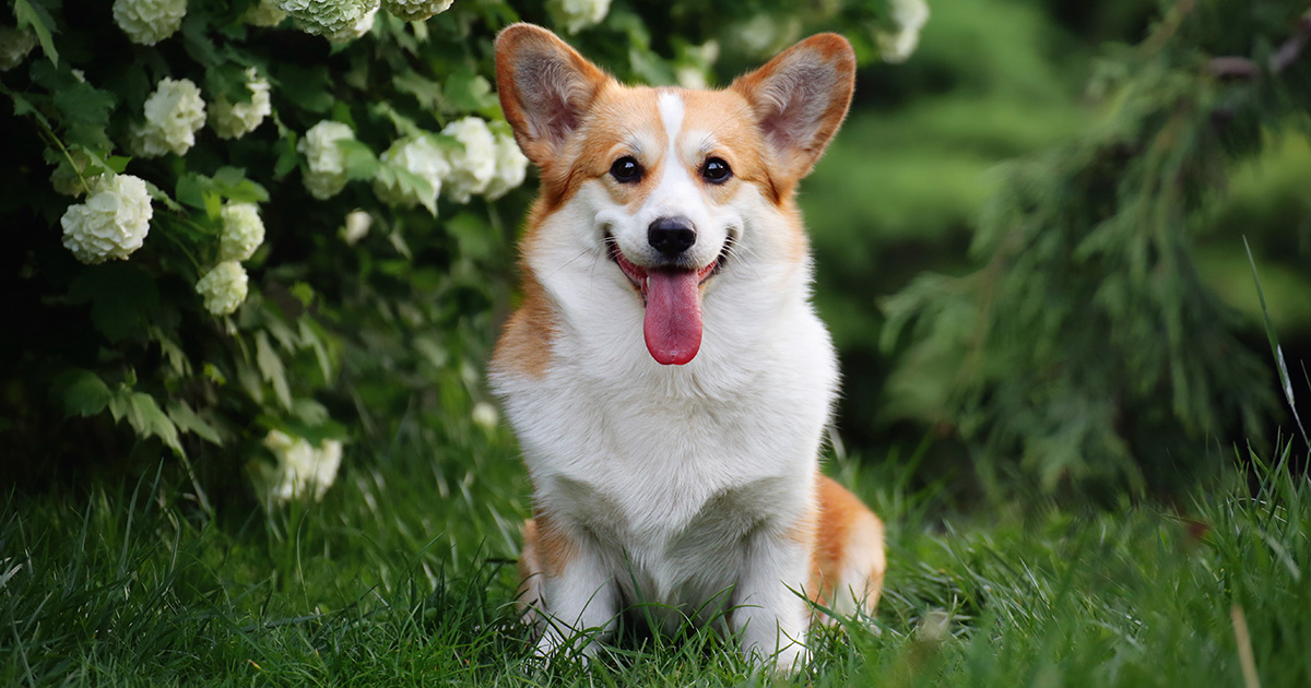 The right royal corgi. They certainly pack in plenty of personality despite their size… How will one and one’s pup celebrate the Platinum Jubilee? 👑