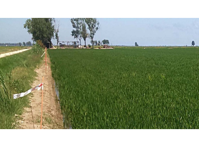 agriculturacat's tweet photo. 📋 Estudiem el coneixement que els sectors implicats tenen sobre la Llei de la Cadena Alimentària.
🌾 En el marc dels Plans de Difusió de la Cadena Alimentària hem dut a terme una enquesta al sector de l'Arròs. #CadeCAT
👉 Consulta els resultats: https://t.co/ZaRw48oTU9 https://t.co/szDYK3cOdr