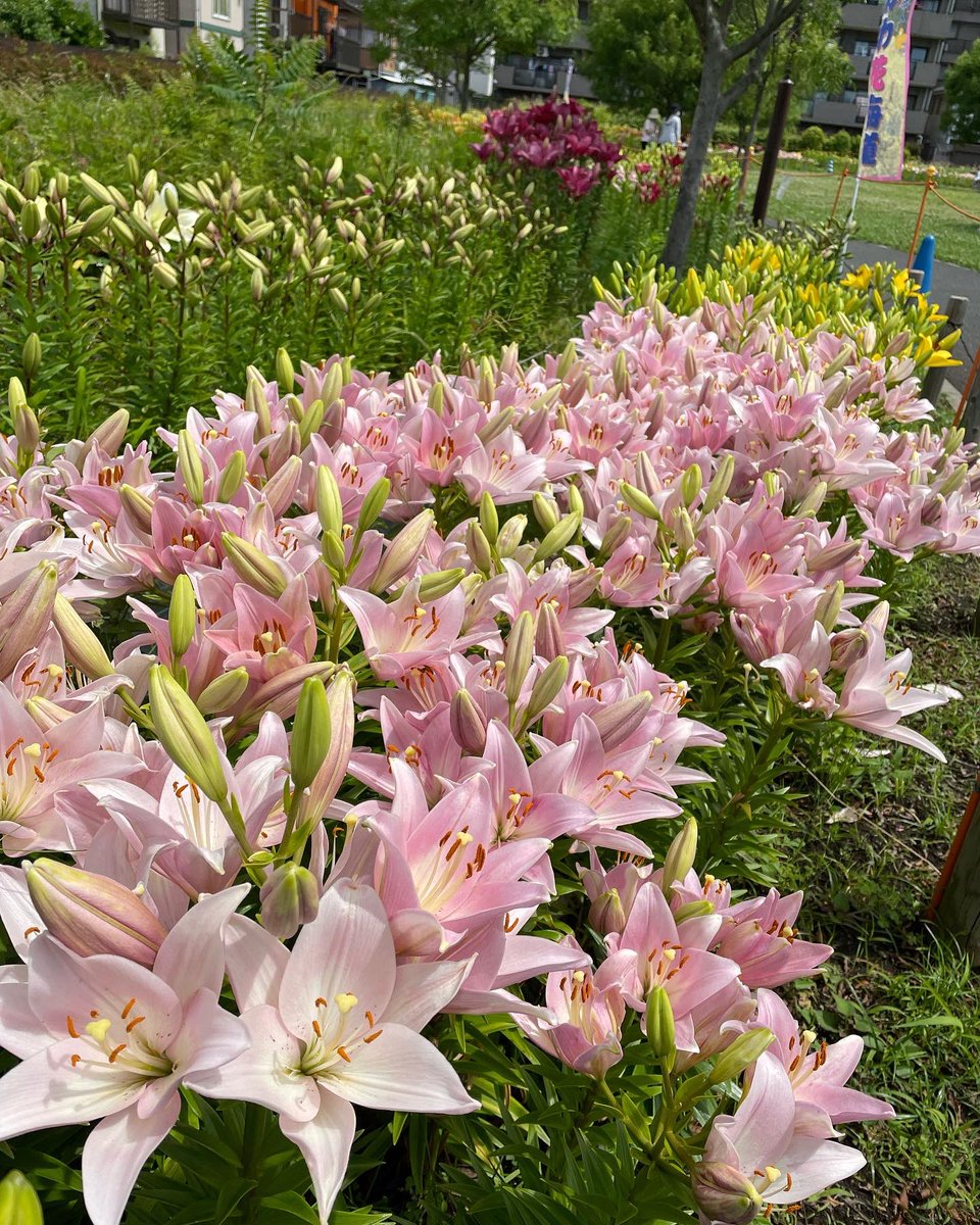 鮫洲入江広場 ゆりの花 鮫洲入江広場の5000本のユリの花が見頃を迎えています ピンク 黄色 オレンジ 紫色など カラフルなゆりをぜひ見に行ってみてください 3枚目はハートの形をかたどったゆりの写真です 鮫洲入江広場で探してみよう 品川区 品川区