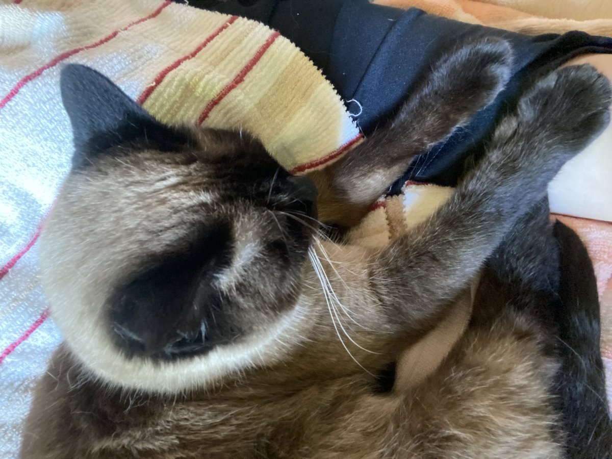 rabbitcat232's tweet photo. やっちゃんのお手手、あったかいねー💓

#猫のいる暮らし　#猫とお昼寝 https://t.co/iXe8VHHQfW