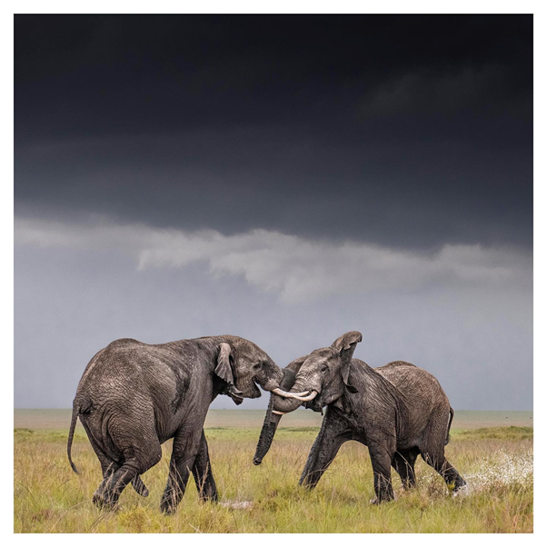 AardowolfA's tweet photo. The clouds darkened as an originally innocent play fight between two bull Elephants, seemed to escalate.

#Elephant #Elephantlove #Safari #Safariphotography #Kenya #Masaimara #Kenyasafari #Aardwolfafricasafari https://t.co/lgk2BD9n6D
