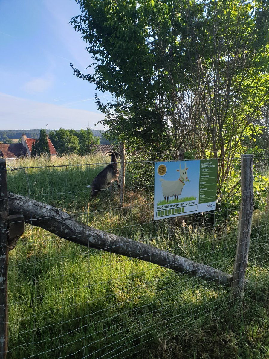 Comité d'accueil lorsque j'arrive à l'hôtel communautaire pour bosser... good vibes in Sud Est Manceau!