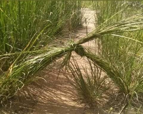 If you know it like and retweet.. ama 2k seat down henyu. 🤣🤣