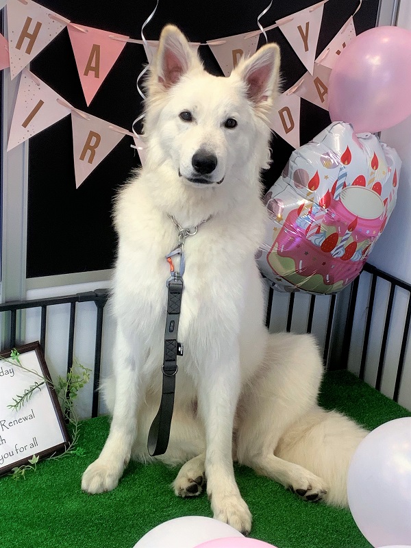 sumainu's tweet photo. sumainuの小さなお店に撮影スペースを作りました☆

最初の被写体は、もちろん右近くん。
可愛い～♪可愛い～♪♪と撮影していたのですが、よく見ると…、その座り方……。

右近くん、もうすぐ1歳です🎉✨ https://t.co/R8Ucqlku7L