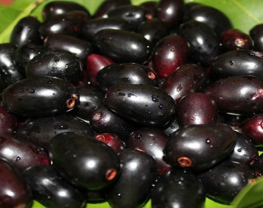 jayahanuma's tweet image. #నేరేడుపళ్ళు #JAVAPLUM తినడం,జ్యూస్ తాగడం కాకుండా ఇంకేమైనా చెయ్యచ్చా?