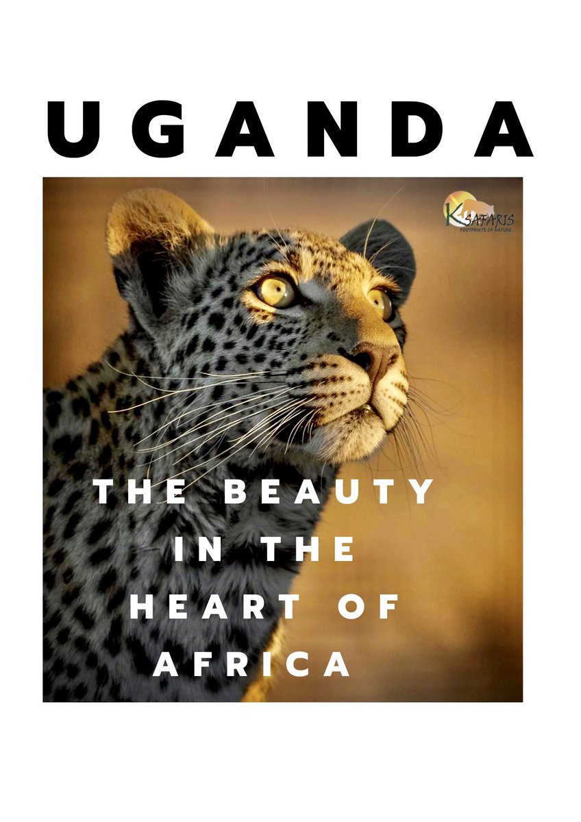 #Giant gorillas  (mountain gorillas) have a home here in Uganda thats what most people know 

Land locked, #Uganda has more to offer. The scenic drives, big five, great cultures and food. 

Inset #leopard in #murchisonfalls - #Uganda 
.
.
.

#travel, #Naturephotography, #Wildlife