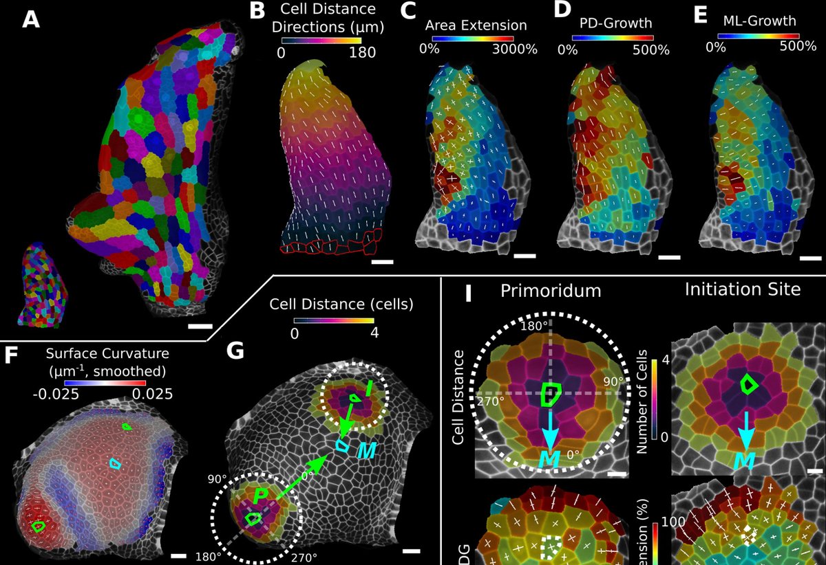 Soeren Strauss (@strausssoe) on Twitter photo Our #MorphoGraphX v2.0 article is now online with it's full-text html version 😎 doi.org/10.7554/eLife.… <a href="/eLife/">eLife - the journal</a> <a href="/RichardSmithLab/">Richard Smith Lab 🇺🇦</a> Our #MorphoGraphX v2.0 article is now online with it's full-text html version 😎 doi.org/10.7554/eLife.… <a href="/eLife/">eLife - the journal</a> <a href="/RichardSmithLab/">Richard Smith Lab 🇺🇦</a>